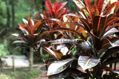 _Doi Suthep Mountain-10